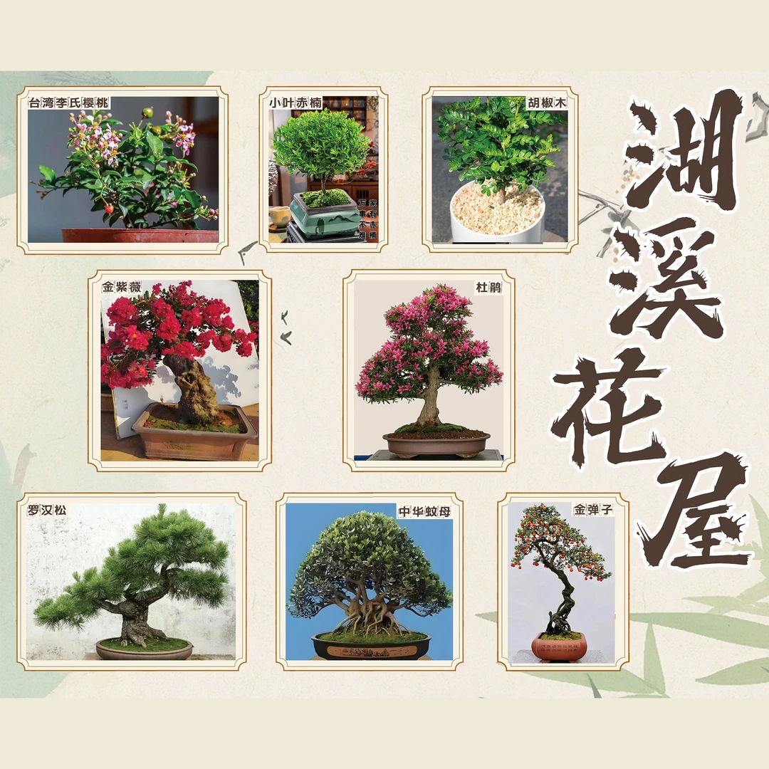 胡椒木/杜鹃/虎皮榕/小叶赤楠/罗汉松/李氏樱桃/各类老桩盆景