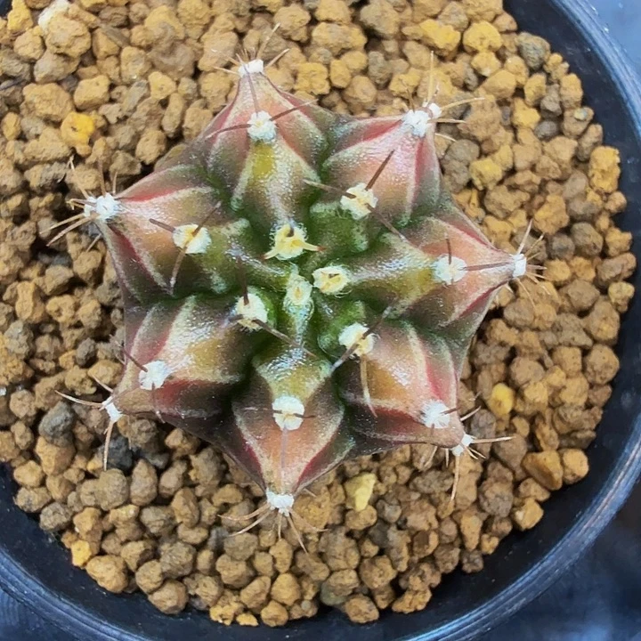 当前无花朵，栽培后可花朵