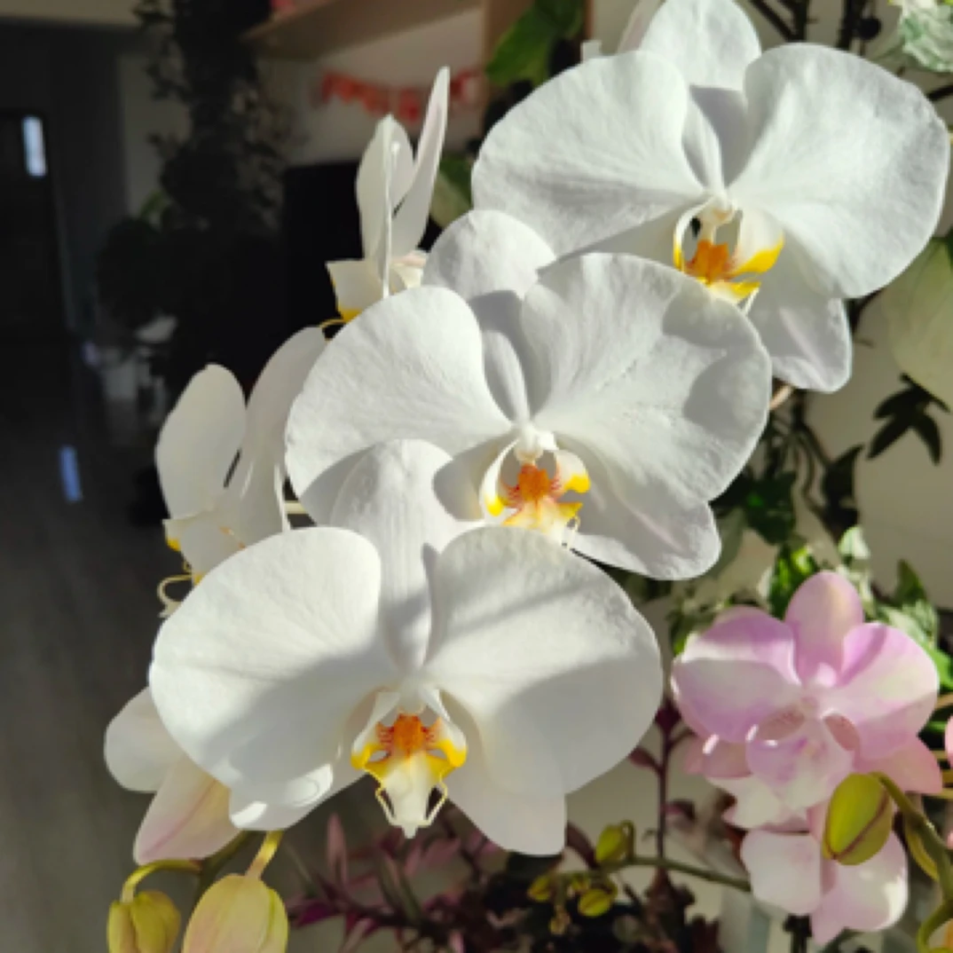 【淘花源记】大白V3蝴蝶兰苗3.5加高根系很棒白色大花精品苗