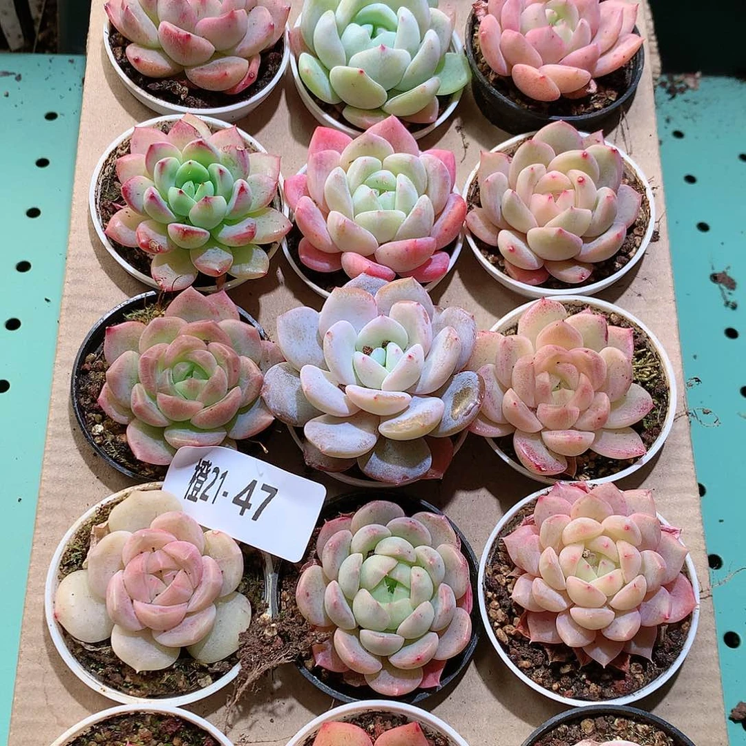 21-47一物一拍带盆18颗。