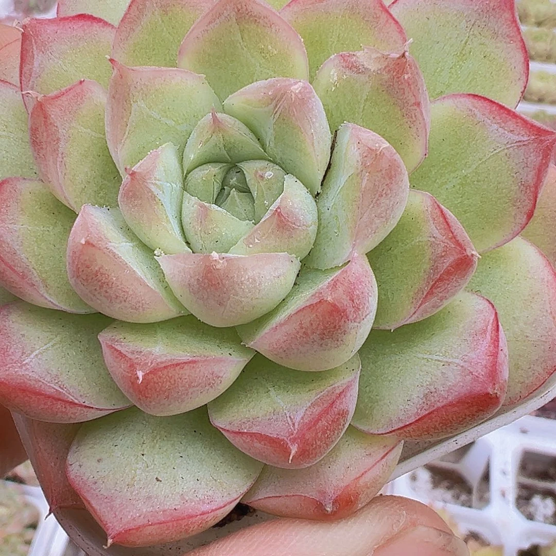 898颜如玉19包邮多肉拓土发货