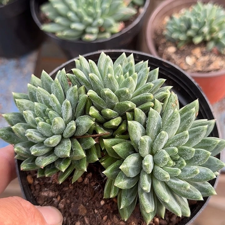 青花瓷惊鸿一物一拍包装收缩花旱