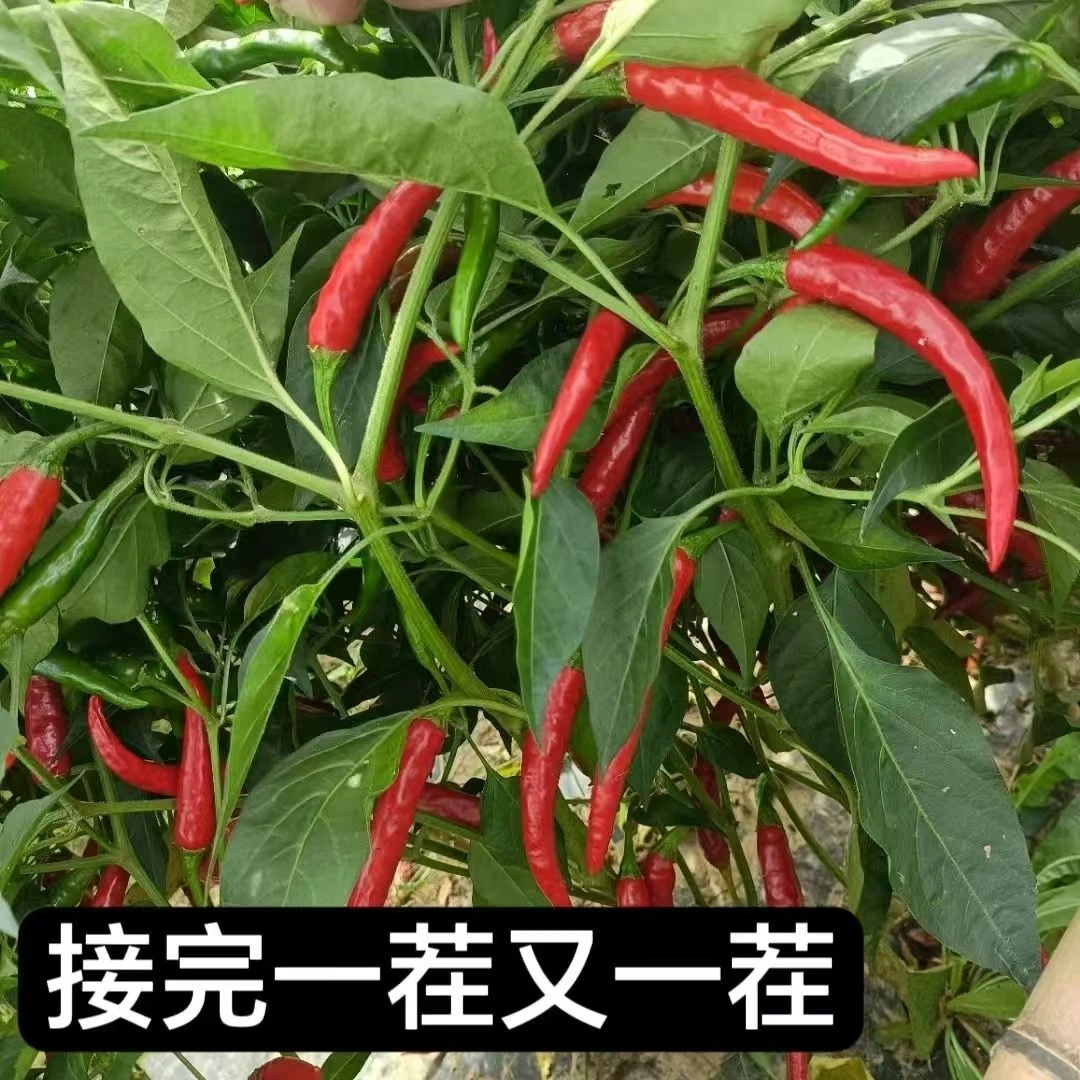 朝天椒香辣辣椒苗秧青红尖椒种子干鲜两用春秋阳台种植蔬菜苗