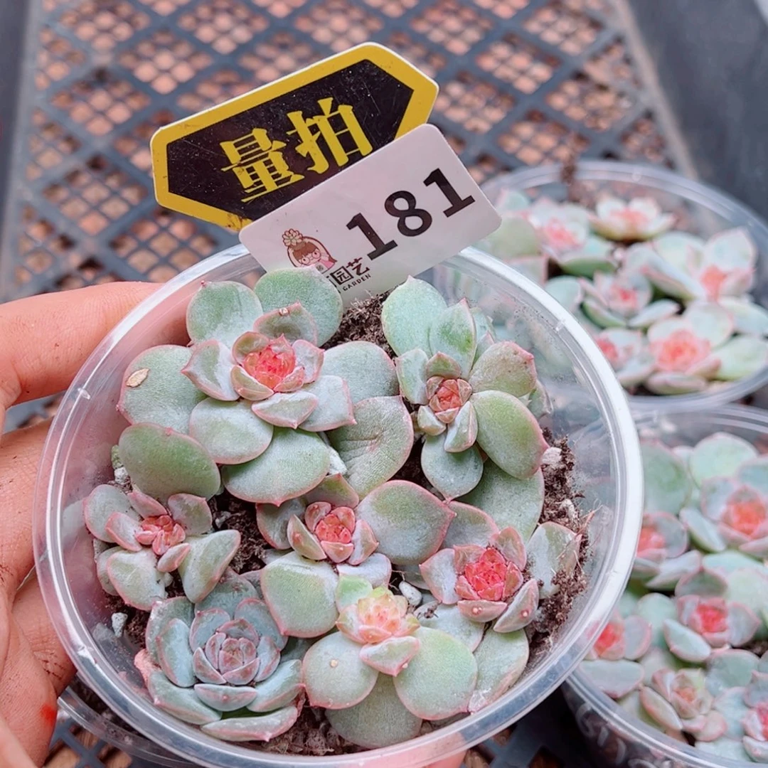 多肉植物多肉植物