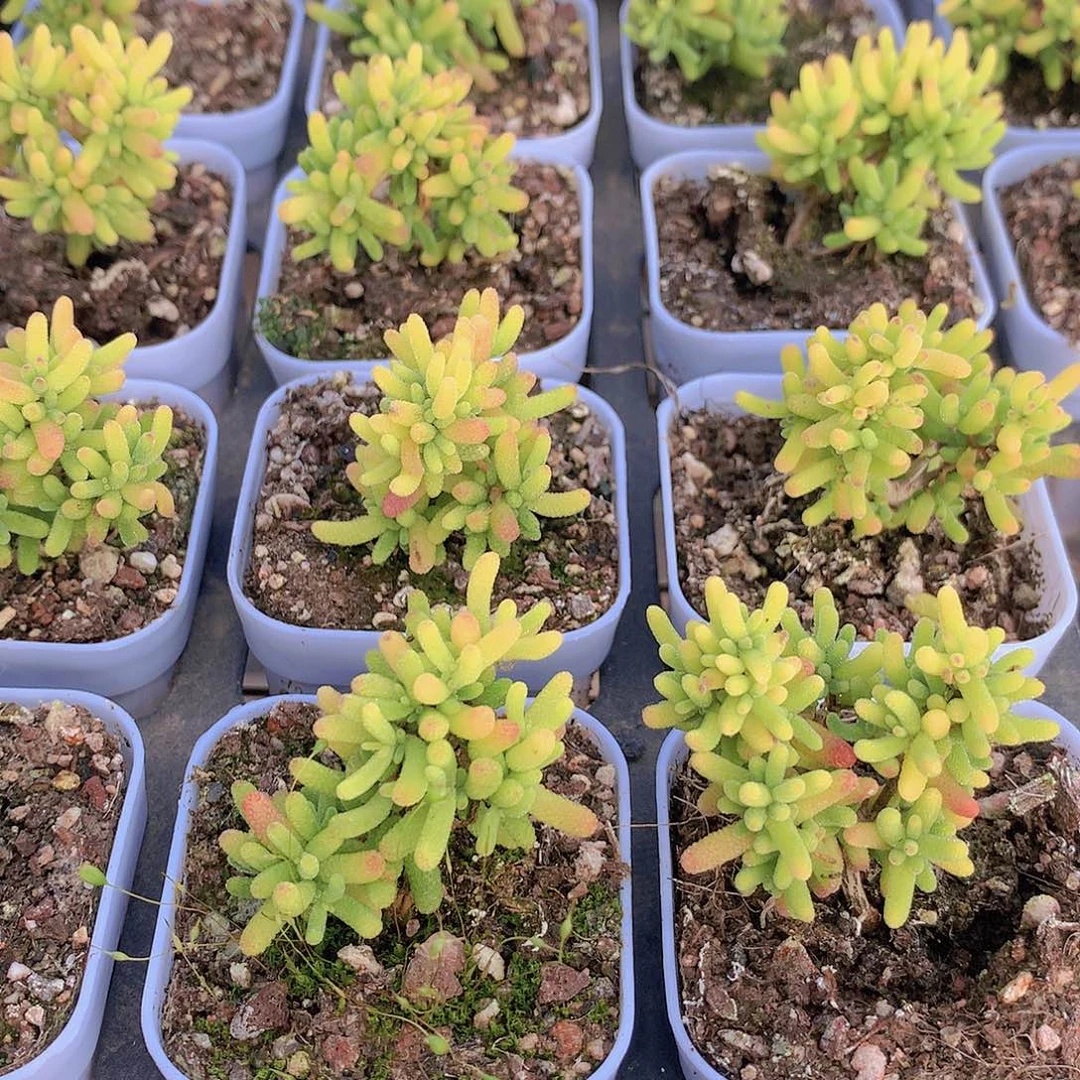 糖球锦234567788999000