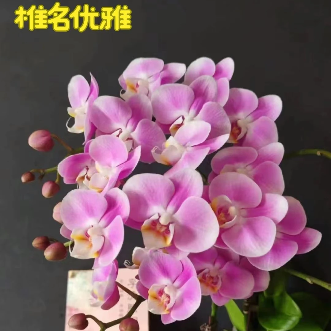 2.8寸杯不带花剑《椎名优雅》蝴蝶兰花苗没有花