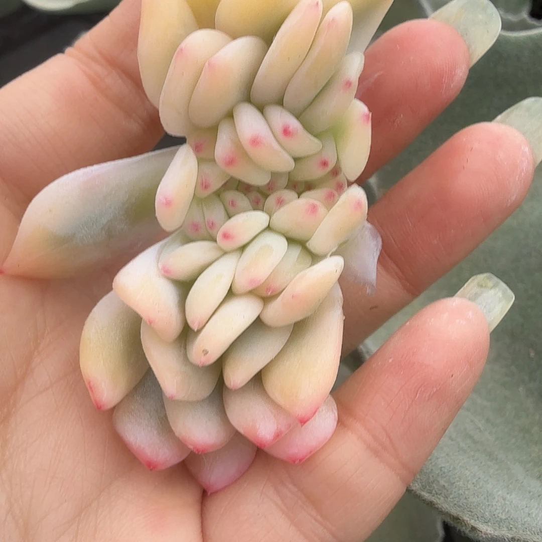 ****葱橙梦露锦宽腹轮锦缀