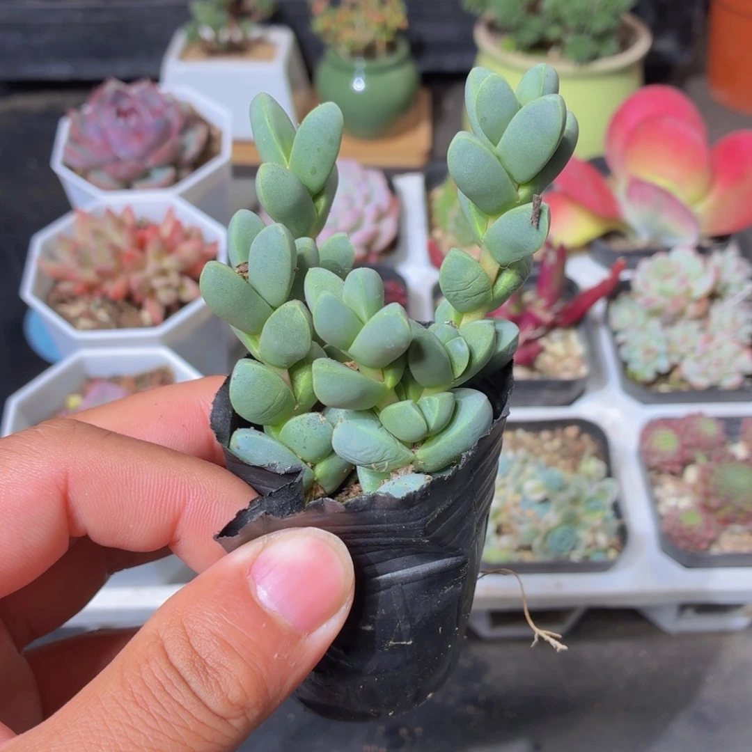 鹿角海棠多肉9.9包邮发货