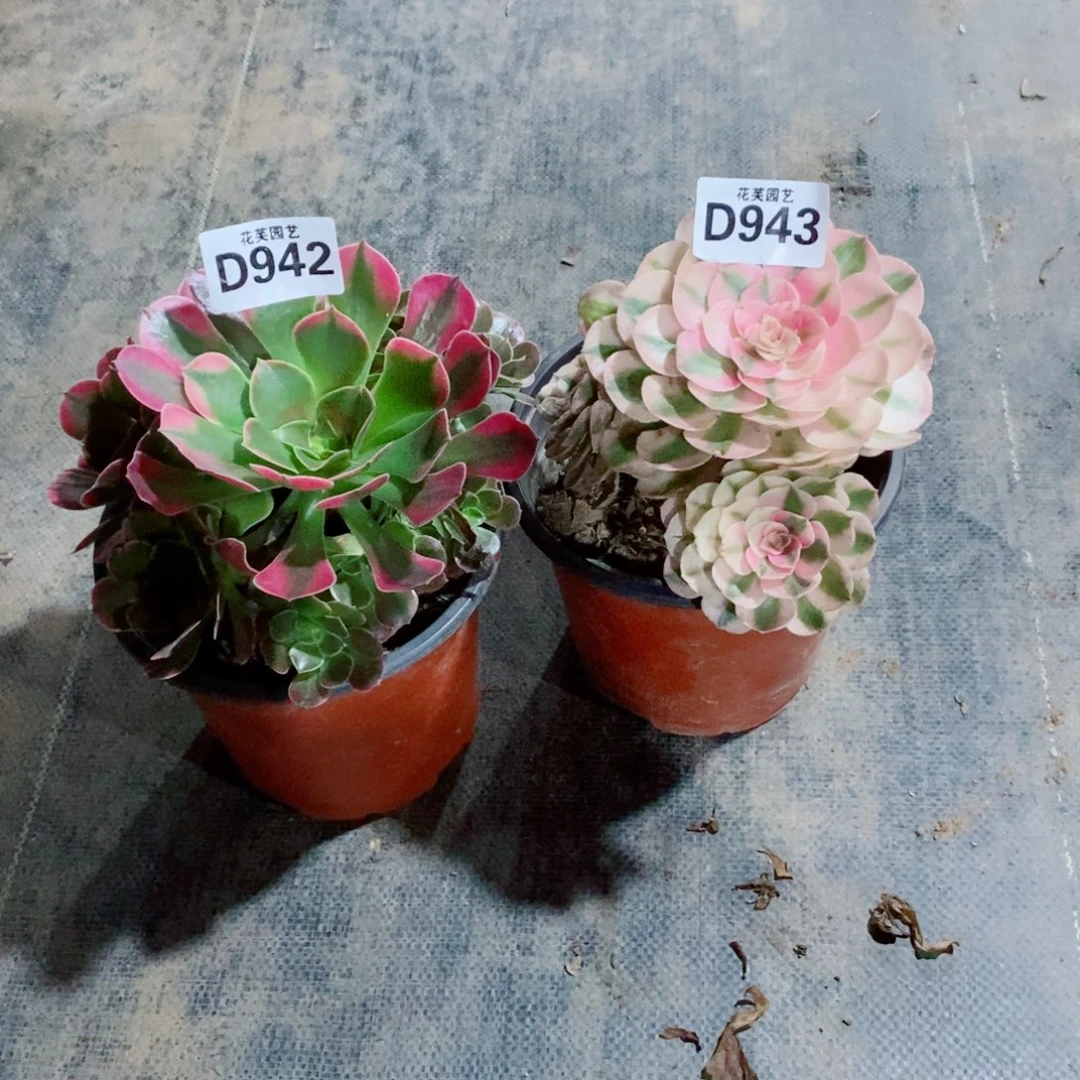 叶***空香妃荔枝94294300