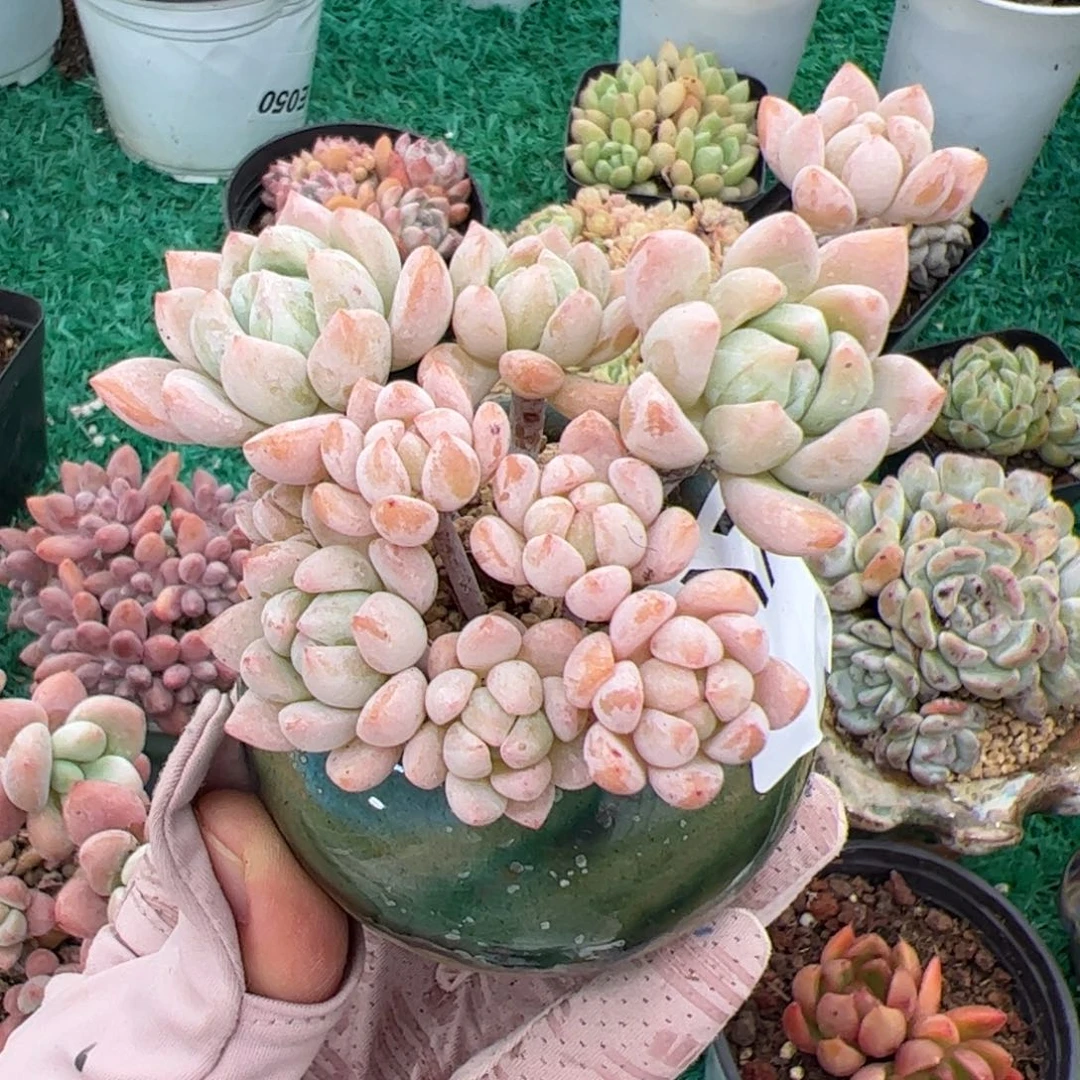 798 满38包邮非偏远