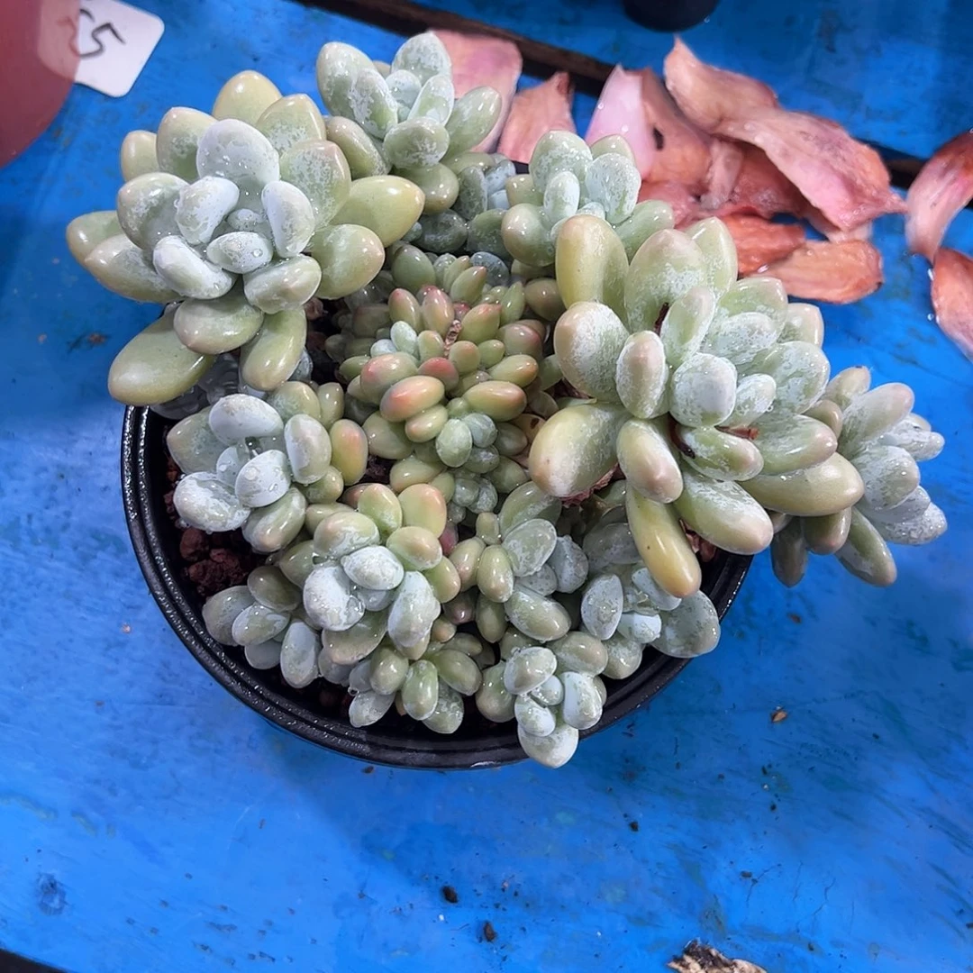 m****4香水缀化多肉植物