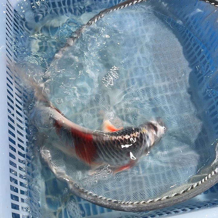 锦鲤锦鲤锦鲤锦鲤