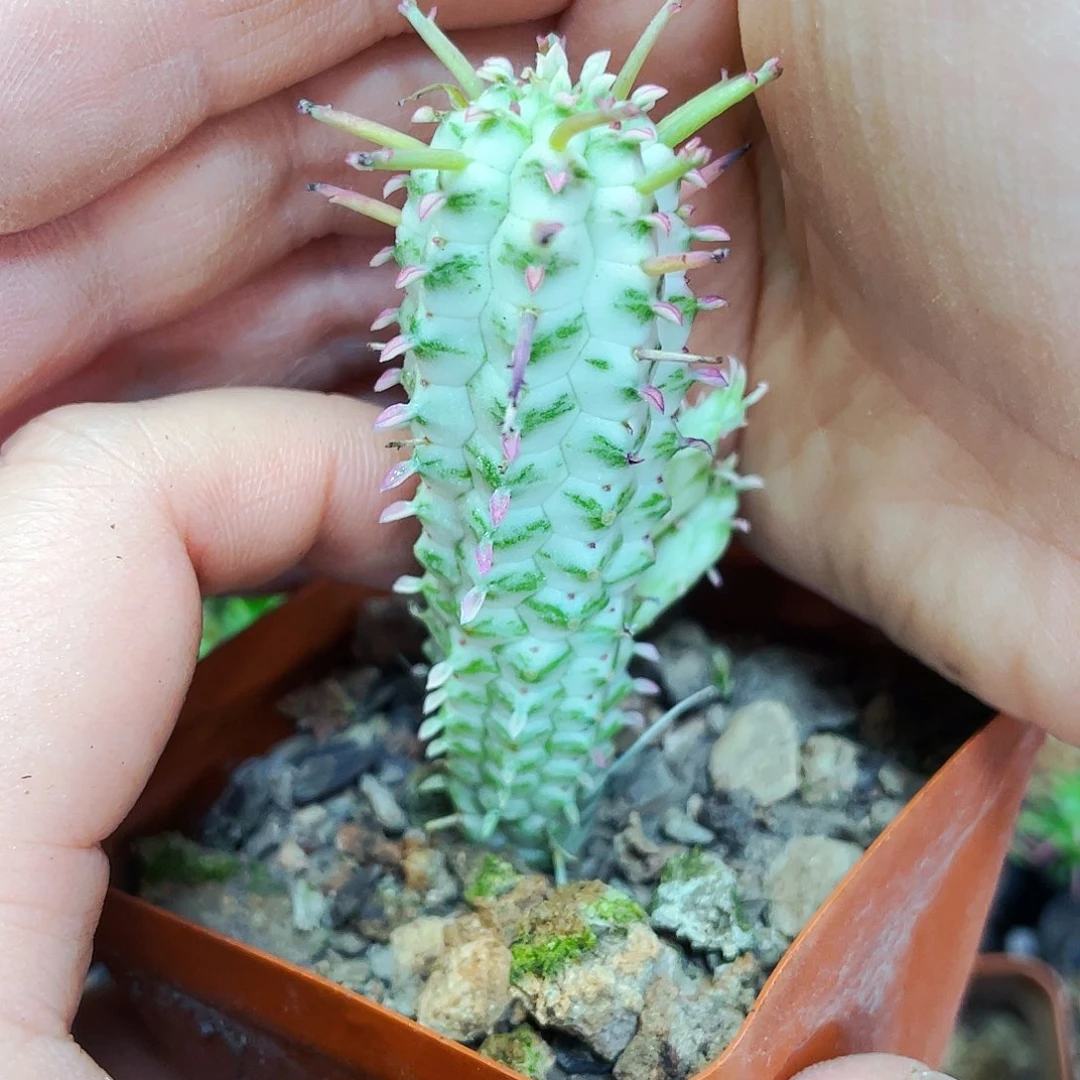 非偏远地区满25包邮仙人球白桦麒麟