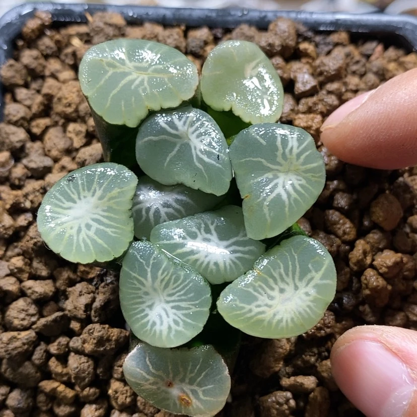 【闪购商品】169女神欧