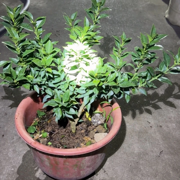 八房柑盆景绿植园艺