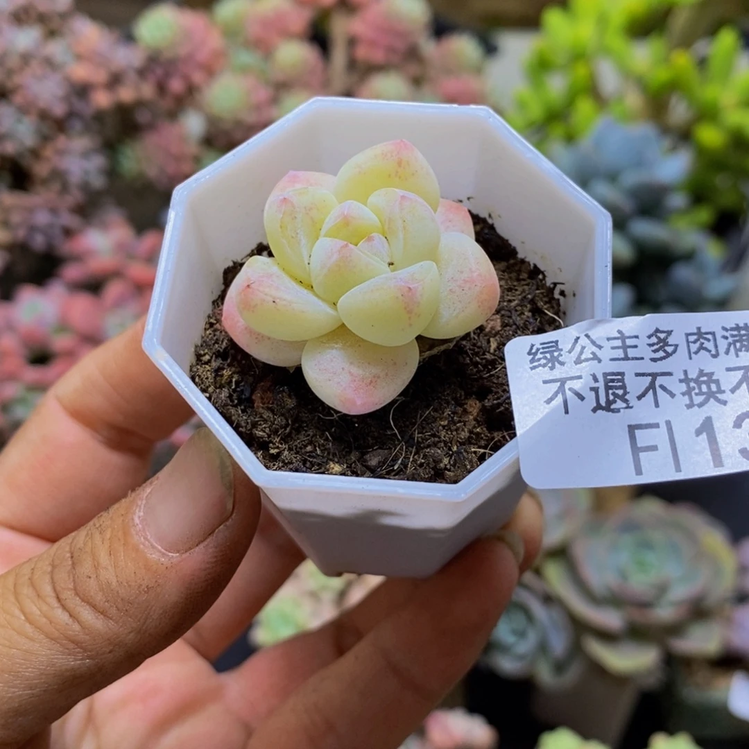 130冰玉3cm多肉植物