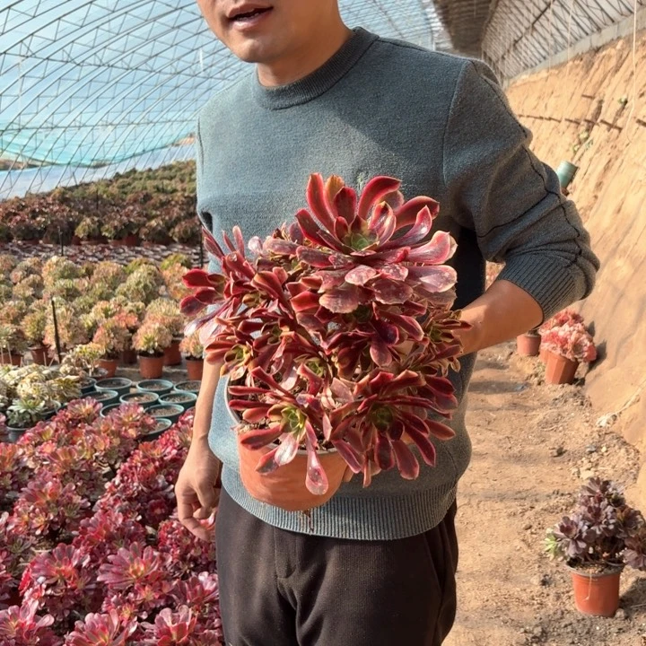 精品欧嘉莉好看好养