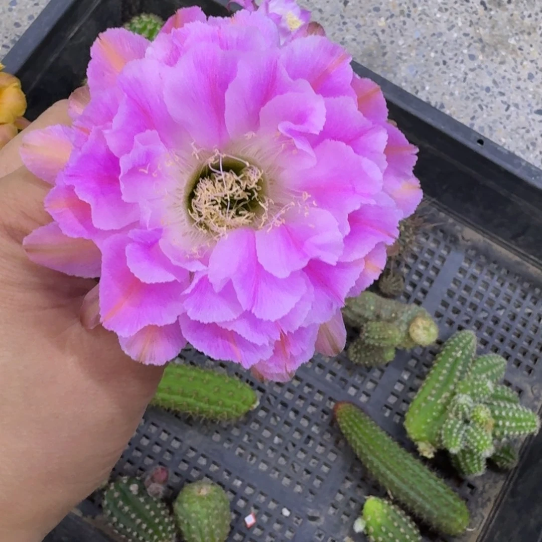 207彩草贵妇歪无根侧牙4公分左右，20包邮