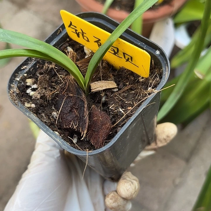 无花朵朱顶红钻石宝贝1+