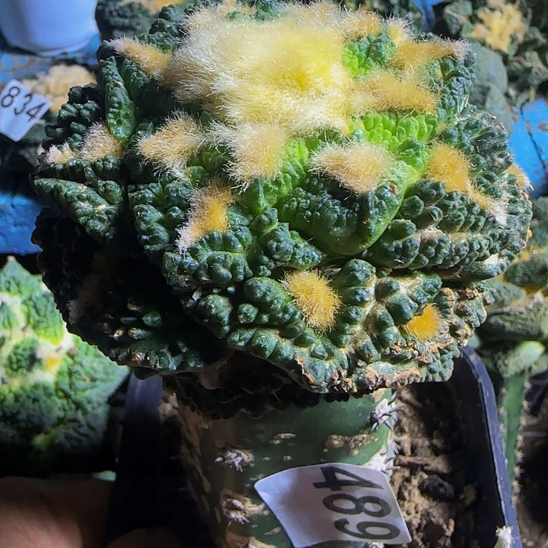 大龟甲489仙人球开花