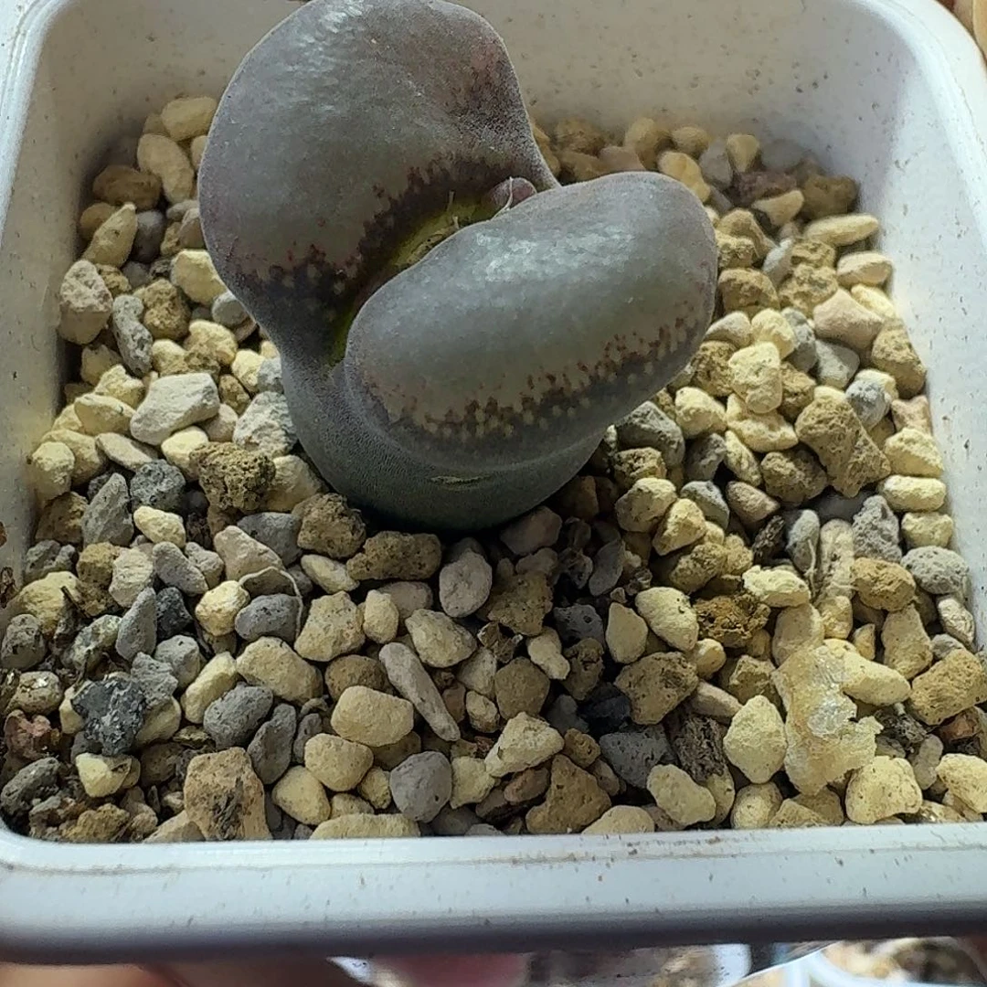 12号单头宽窗风铃一物一拍