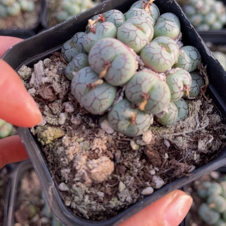 一盒猴脸888888888888