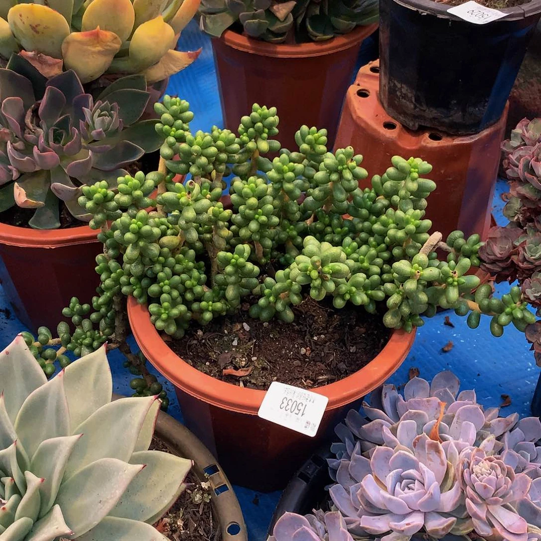 十***扣       绿龟卵15033