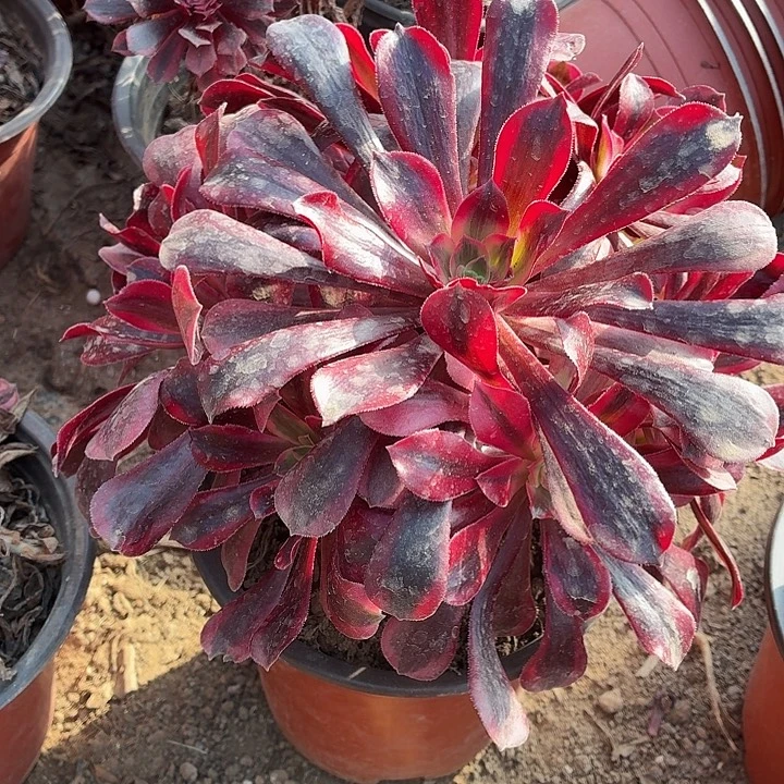 大叶美杜莎一棵脱土发货