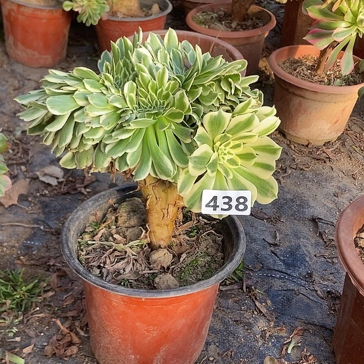 438迈巴赫老庄缀化老板子