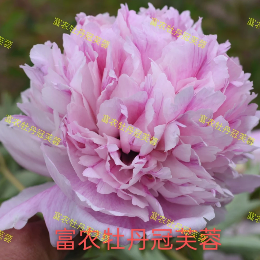 富农紫斑牡丹 冠芙蓉嫁接苗