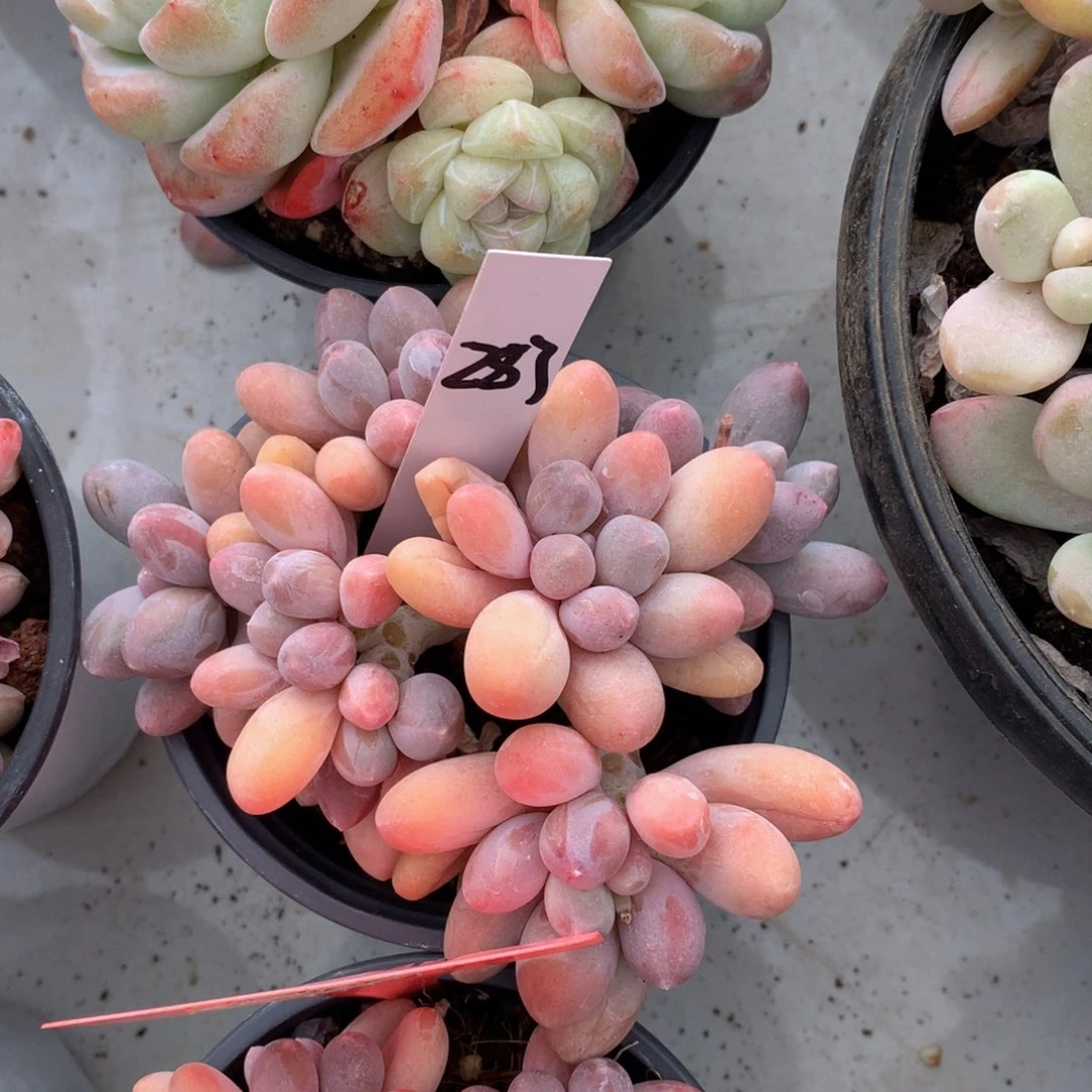 眼光72727272727272