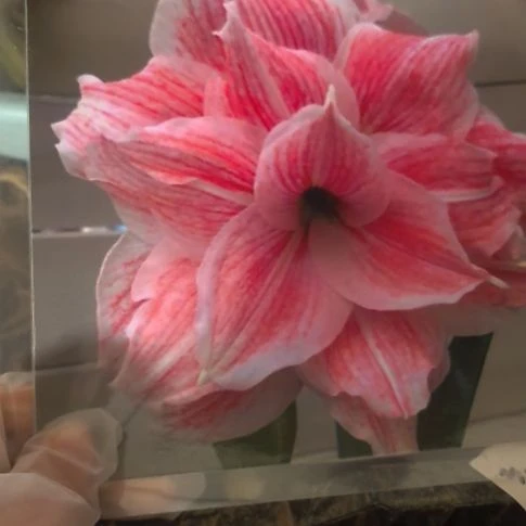 当前无花栽培后可以开花初恋小球带盆发货
