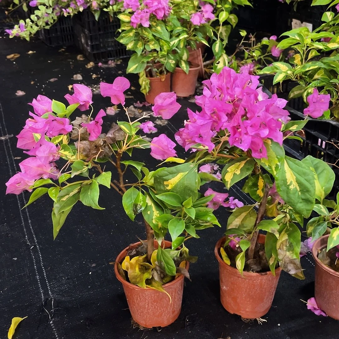 大部分花苞少量开放金心双色掌中宝一颗。掉花