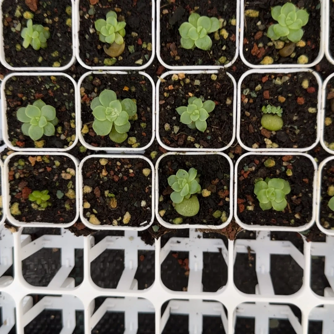 星辰珍妮中盆3床一个满25包邮