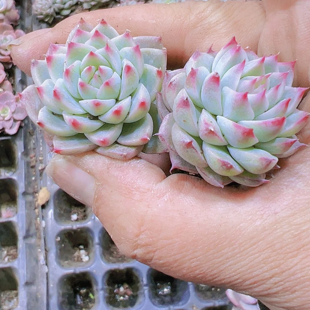 小梦瑶3个19包邮多肉