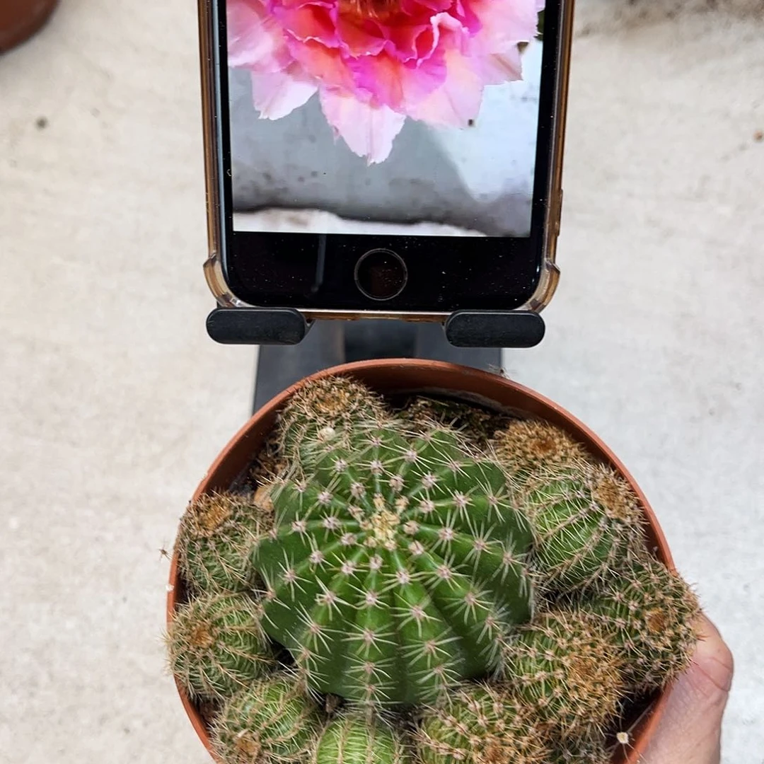 彩草107号7-8公分左右带仔