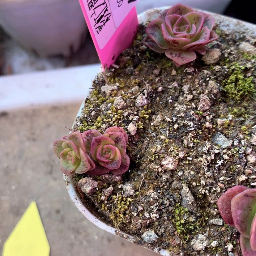 【闪购商品】拉***拉孤品007