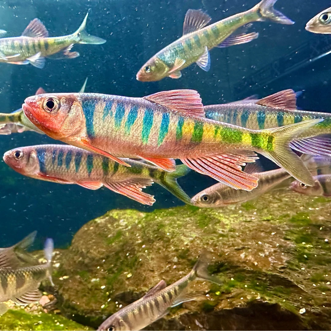 阮氏鱲 广西桂林流域 皮实耐养互动性强观赏鱼