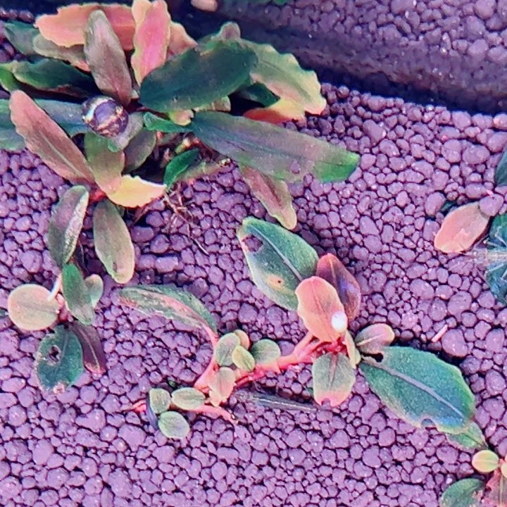 无花朵福利辣椒榕老货