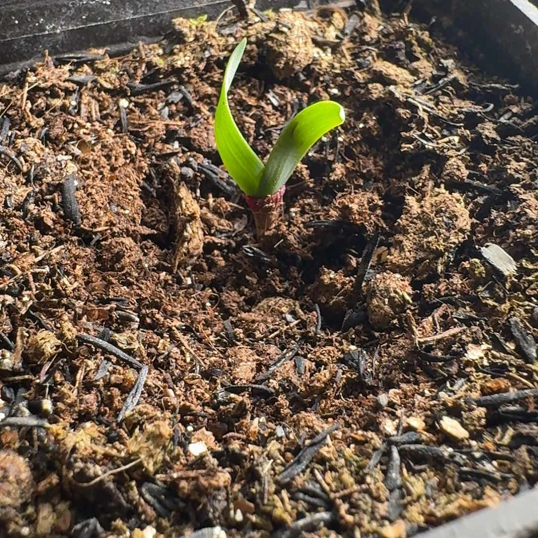 克拉维尔痔疮圈柔石蒜一个