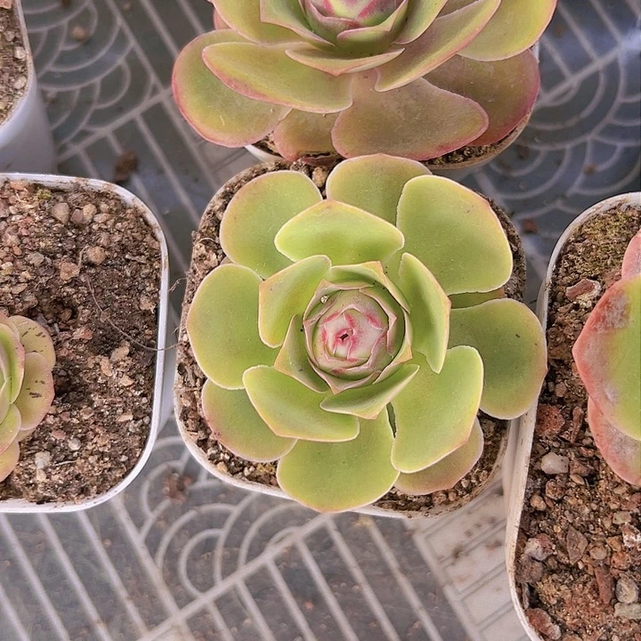 山地玫瑰多肉植物065