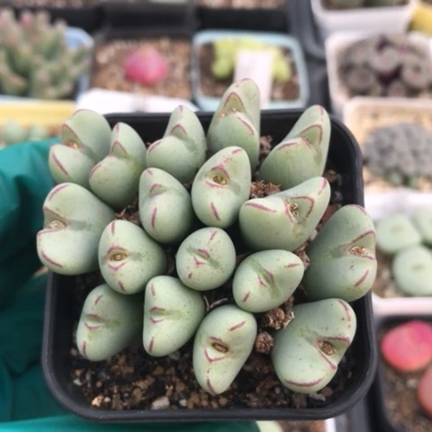 多肉肉锥 17头 红嘴口笛