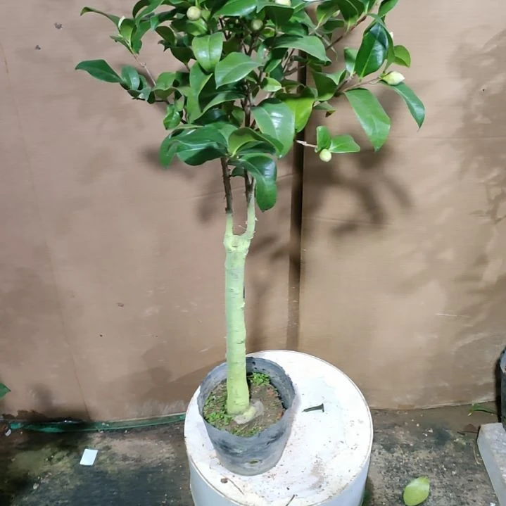 191西利，原盆原土发货，不包邮