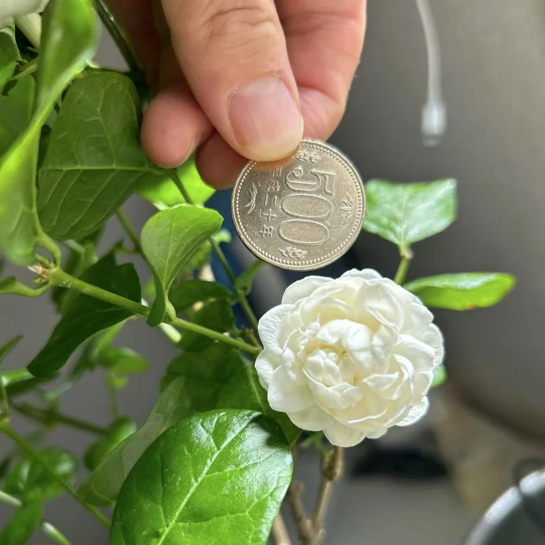 （花王）圆叶宝珠茉莉盆栽·浓香大花茉莉花·阳台盆栽·带花苞