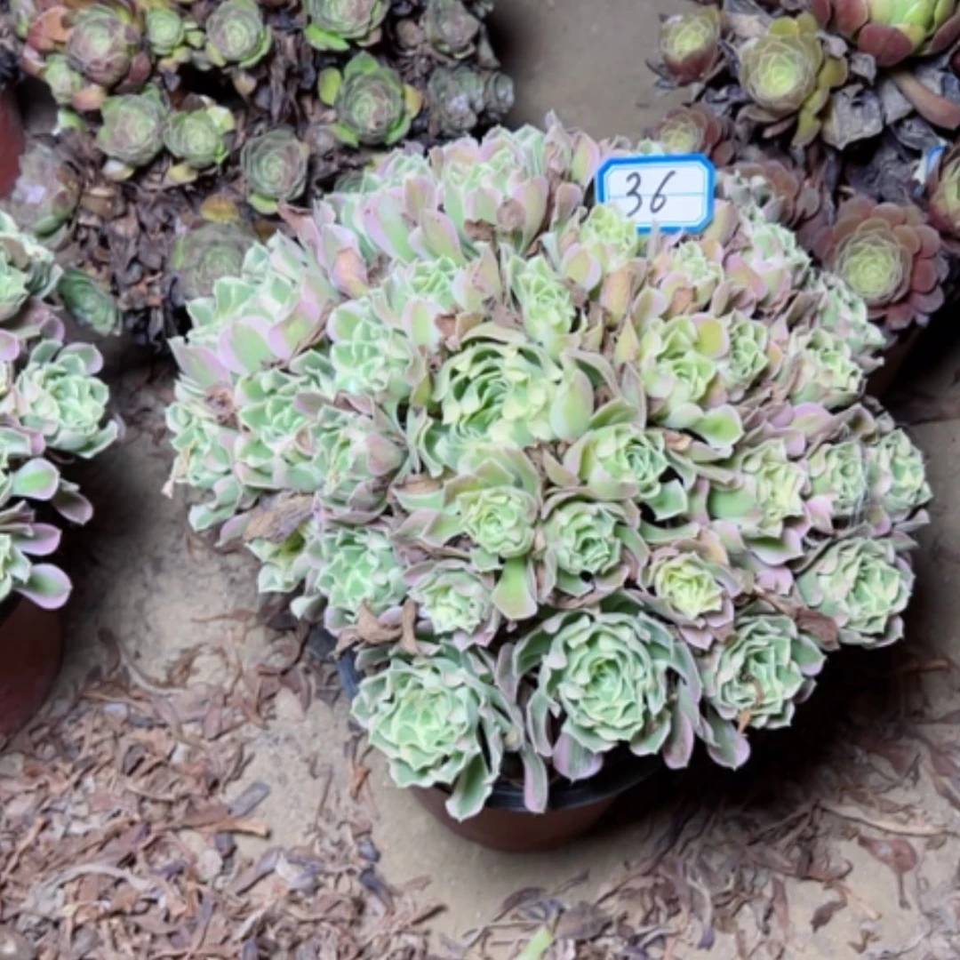 【闪购商品】多肉植物白凤36