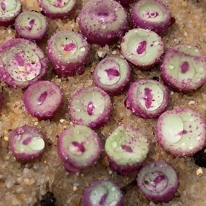 18535小红嘴ts429一颗