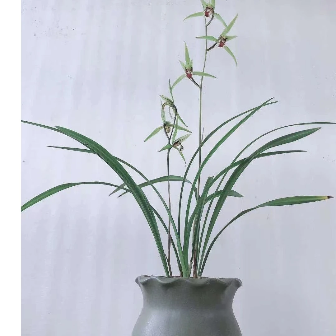 原生欧江细叶寒兰清香型东方一件多花盆栽室内绿植好养兰花兰草花