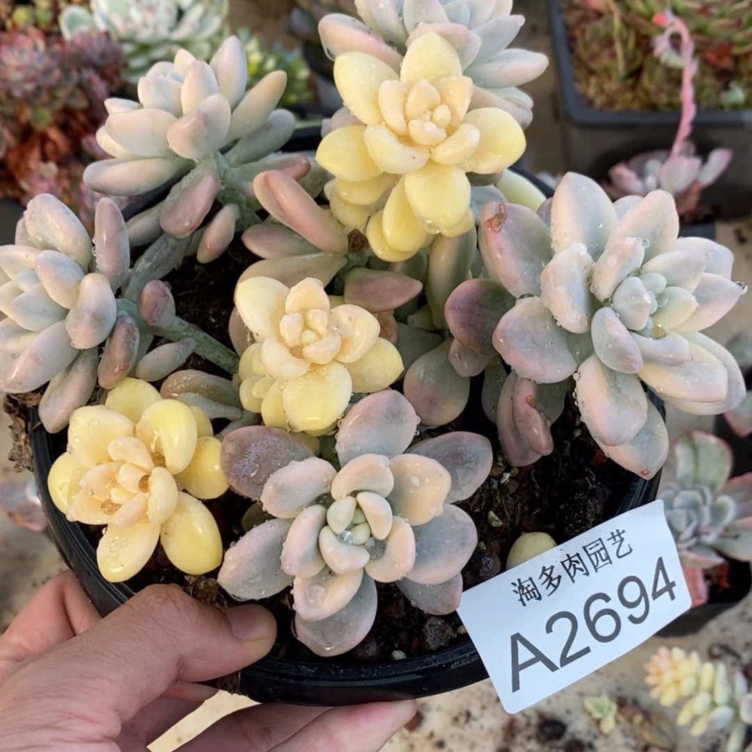 洛神多肉植物A2694