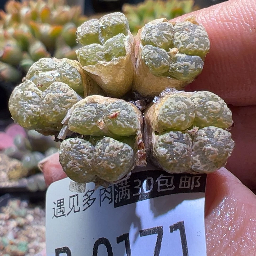 多肉植物11111111111111111