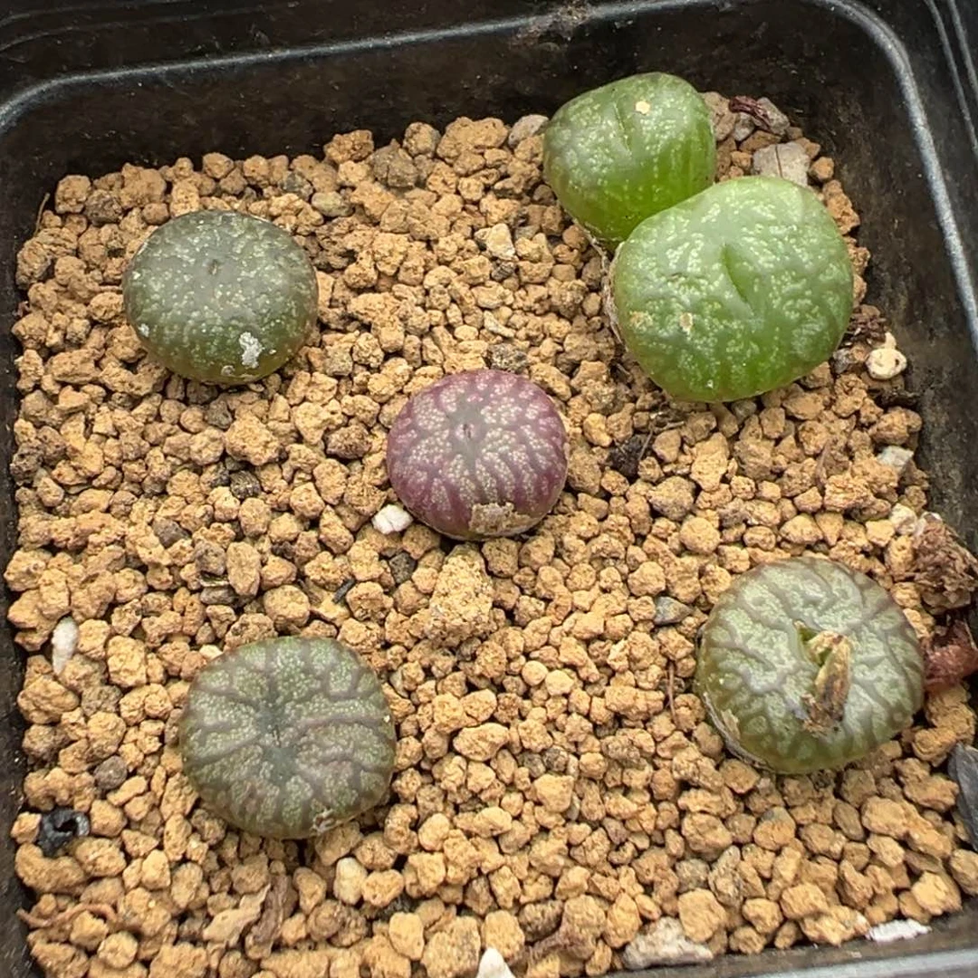 29-149肉锥多肉植物